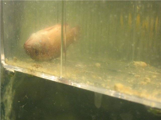 По каким причинам рыбы плавают вверх брюхом, или проблемы с плавательным пузырем