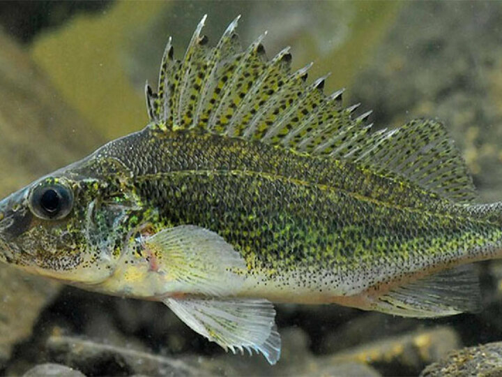Рыба ерш: фото, где живет обыкновенный речной вид, как выглядит, чем питается, описание среды обитания