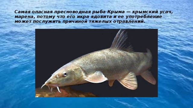 Усач обыкновенный фото и описание – каталог рыб, смотреть онлайн