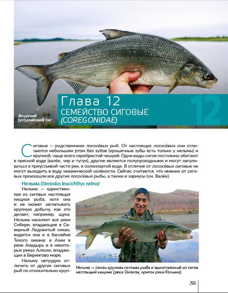 Семейство сиговые — информация о видах рыб, образе жизни и особенностях ловли