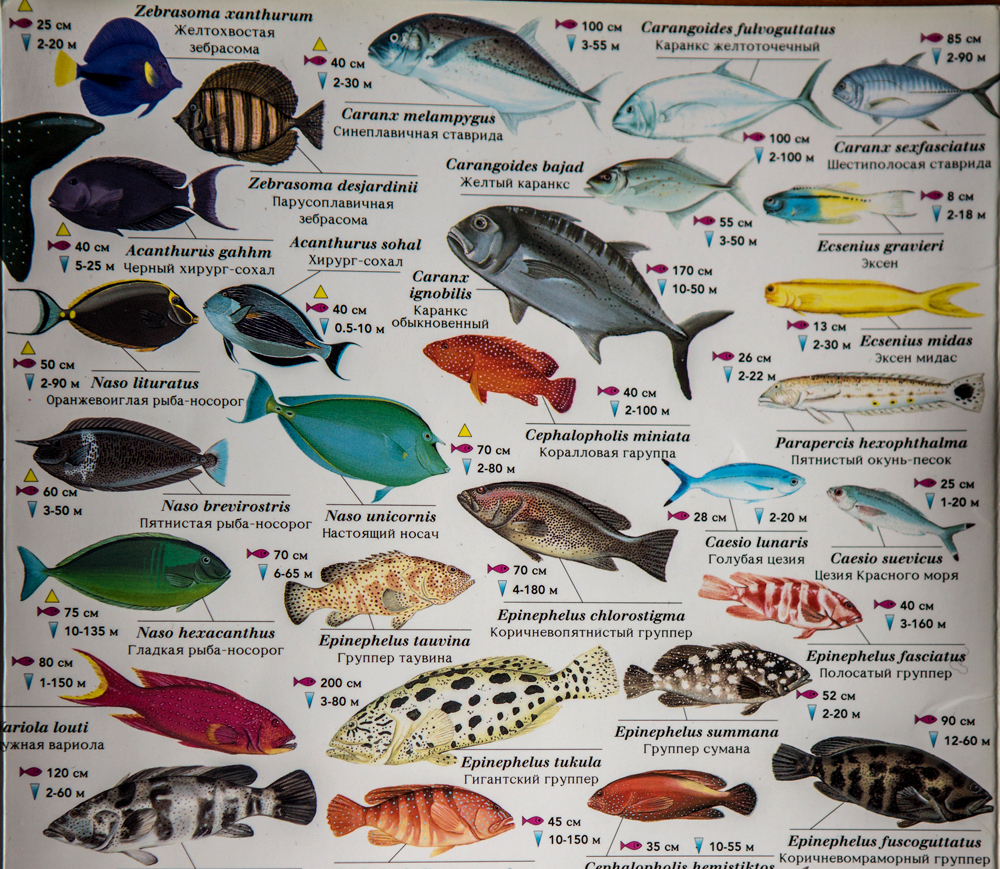 Сиг фото и описание – каталог рыб, смотреть онлайн