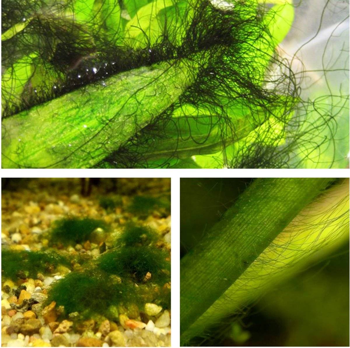 Нитчатые водоросли: стадии развития, размножение, как удалить из аквариума?