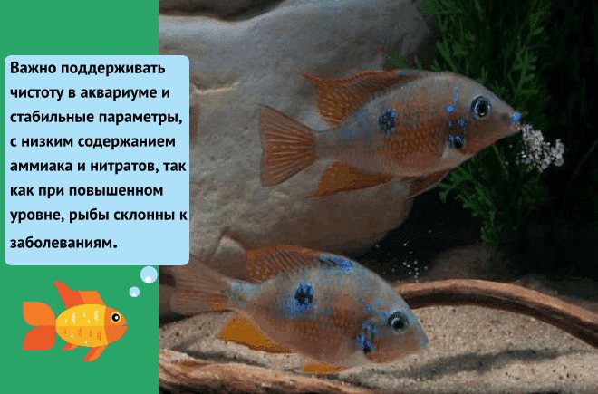 Цихлиды: как содержать и чем кормить, как отличить самца от самки - ribulki.ru