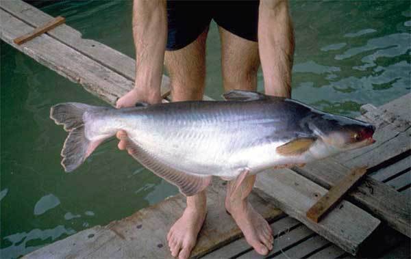 Что за рыба пангасиус и где она обитает? - суперулов - интернет-портал о рыбалке