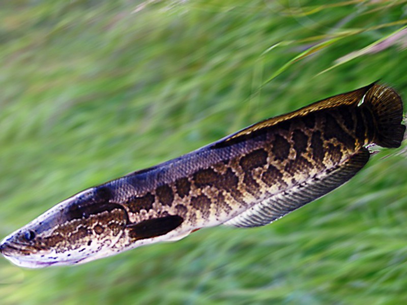 Змееголов рыба опасна для человека. змееголов – рыба, которая легко передвигается по суше