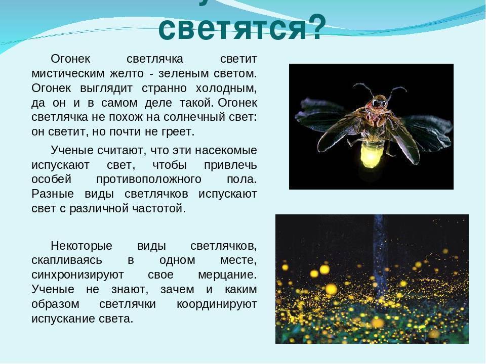Жуки-светляки: интересные факты и сведения | vivareit