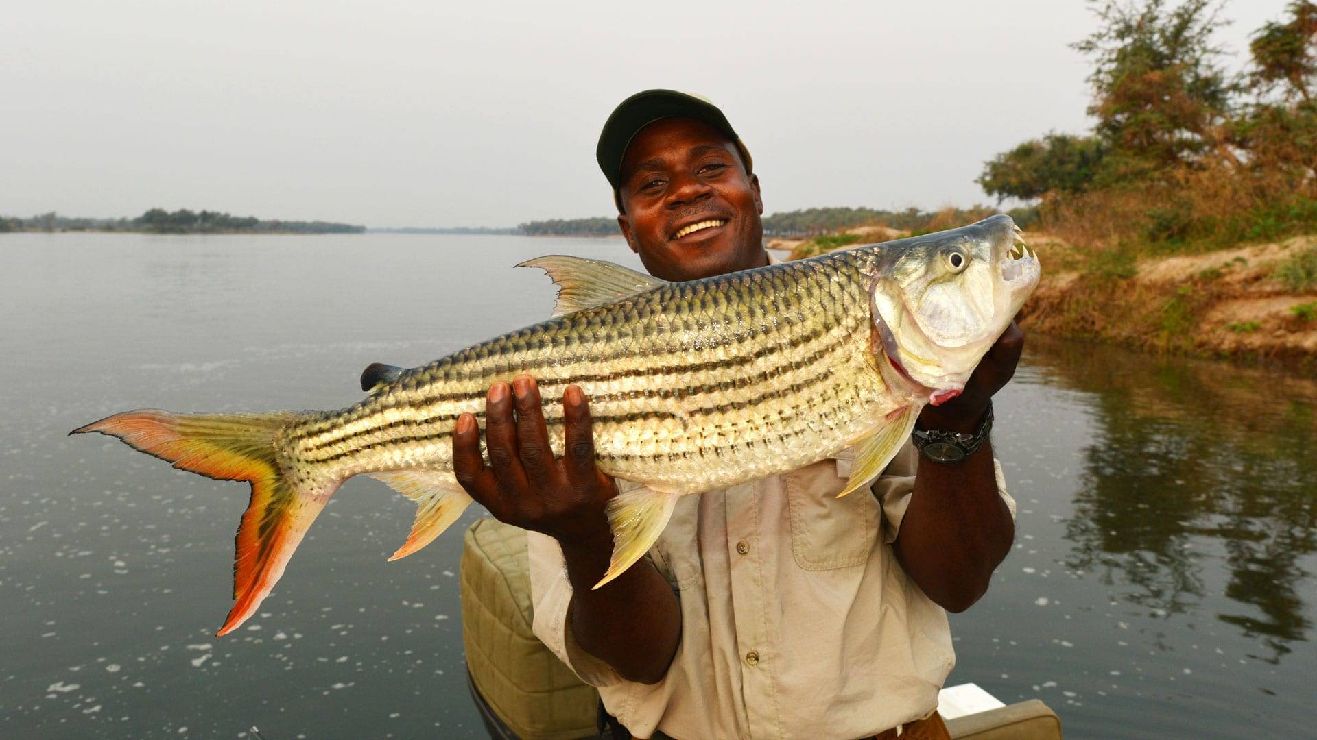 Рыба «Тигровая рыба африканская большая» фото и описание