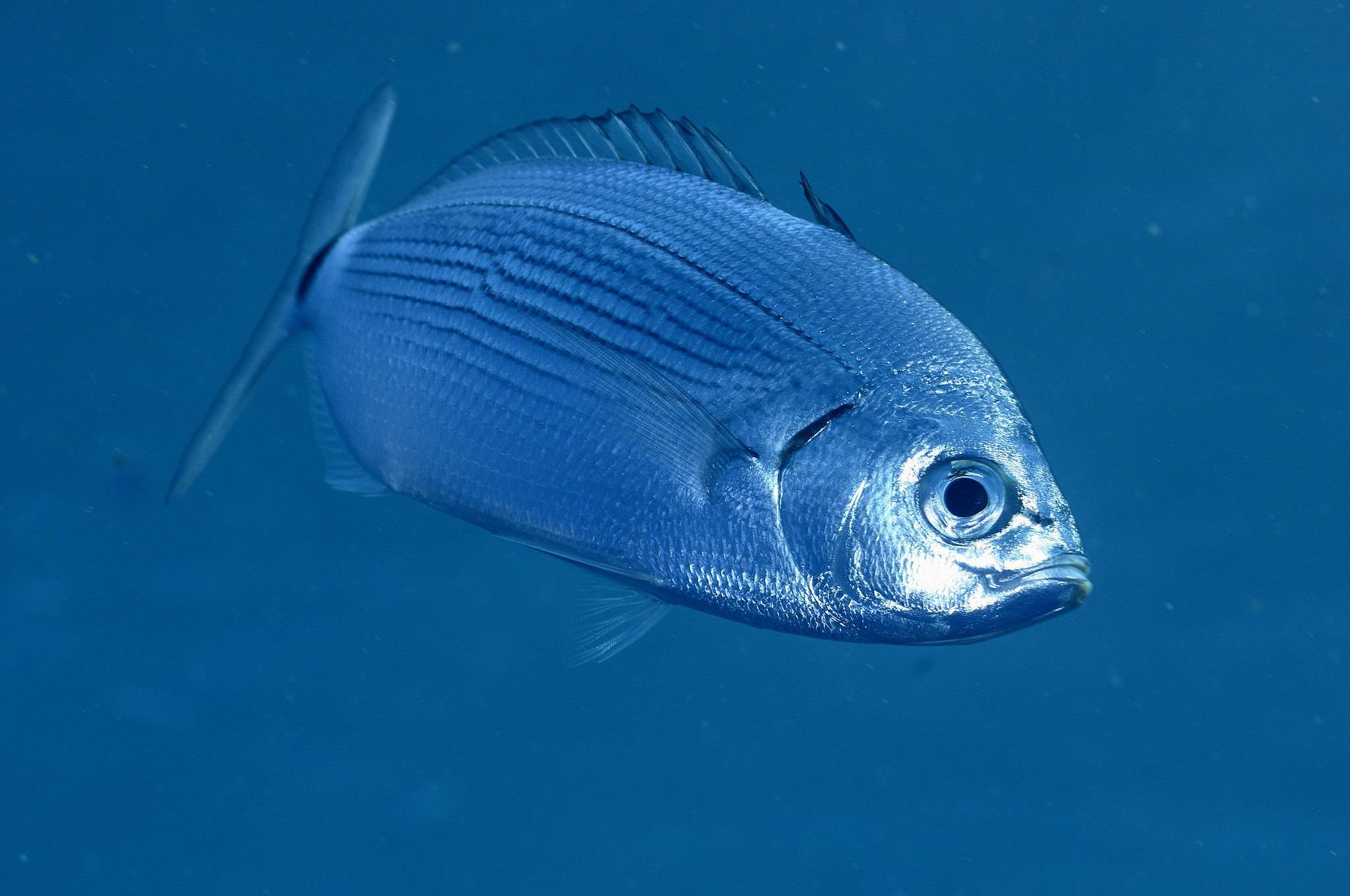 Рыба «вьюн» фото и описание