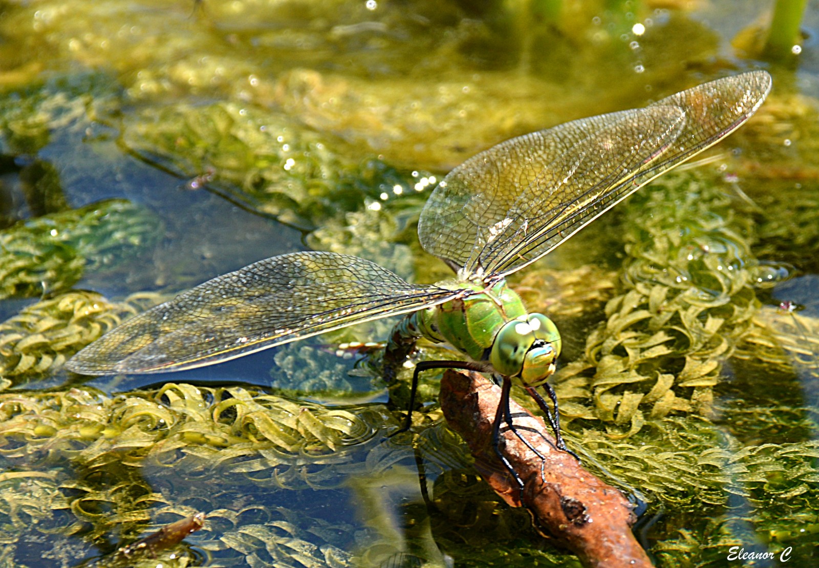 Личинка стрекозы: как добыть, хранить и использовать для рыбалки в качестве наживки