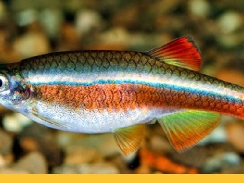 Кардинал – аквариумная рыбка, ее содержание приносит радость