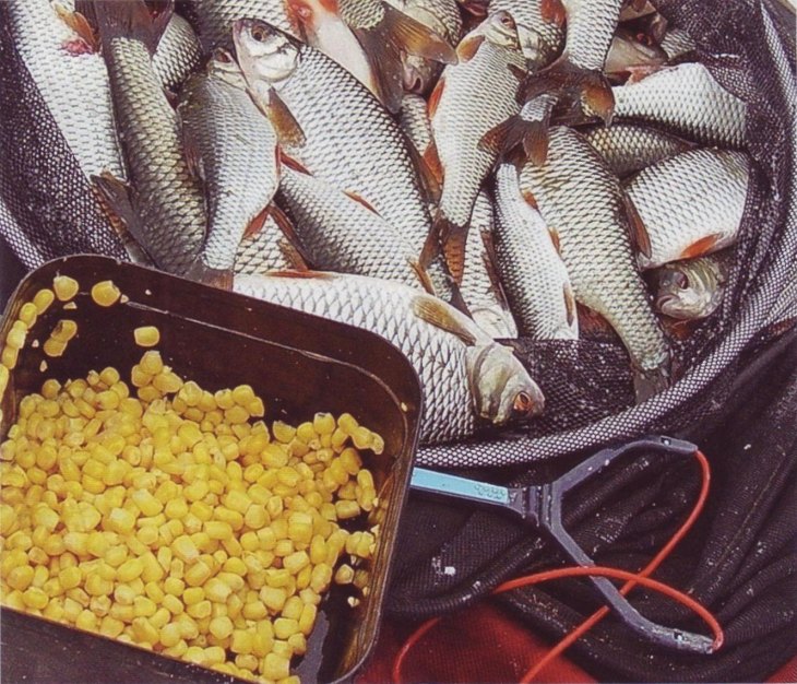 Горох для рыбалки на леща - рецепты для насадки и прикормки