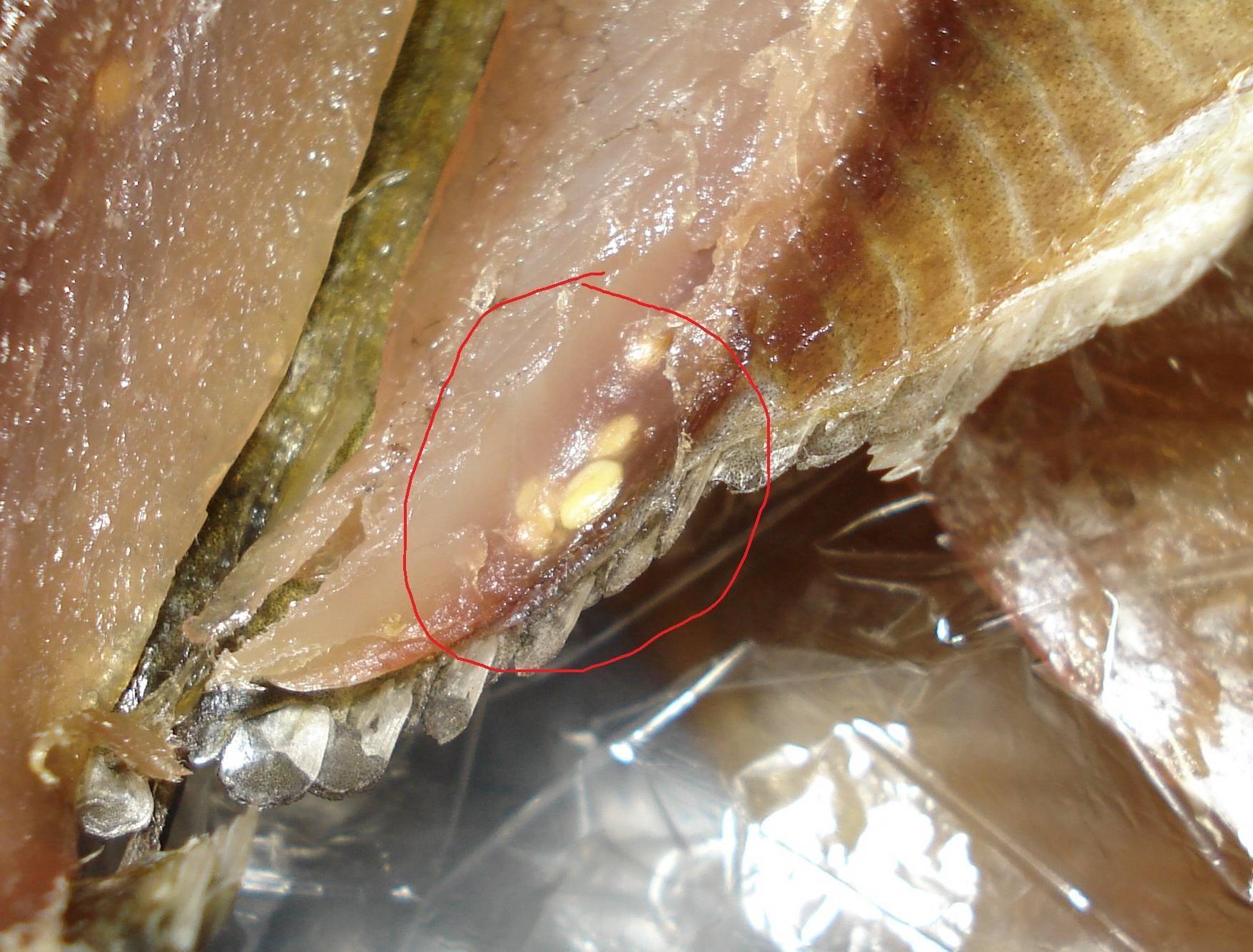 Есть ли описторхоз в щуке — какая рыба заражена?
