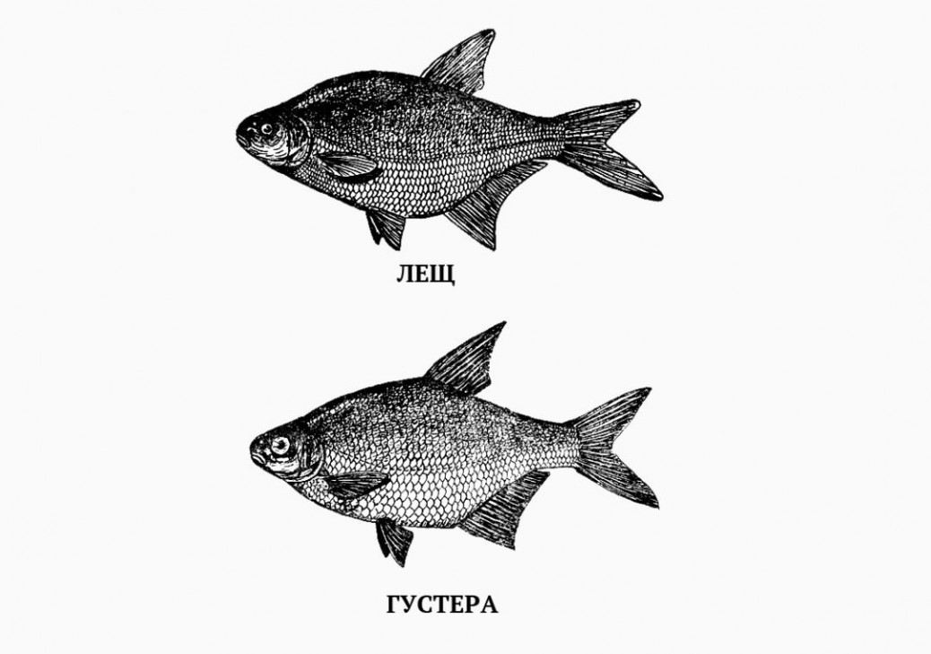 Отличия подлещика и леща: в чём разница и как отличить, это разные рыбы или нет, чем отличается самец от самки, как выглядят с фото, размеры