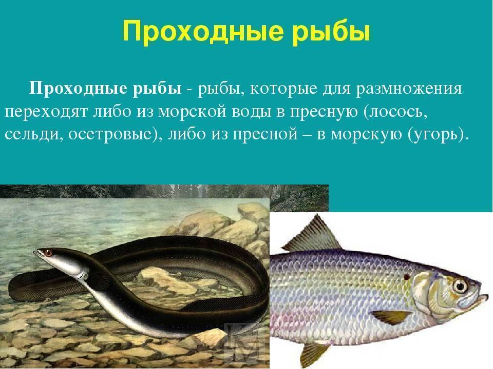 Синец: описание рыбы, места обитания, нерест, способы ловли, образ жизни и гастрономическая ценность