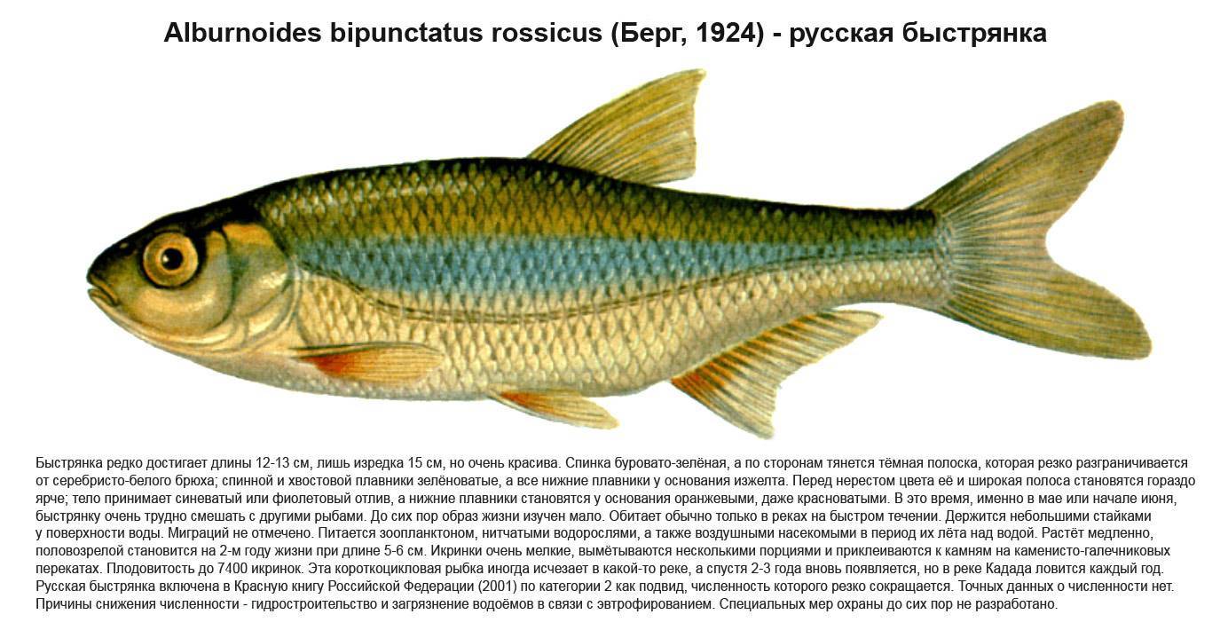 Барабуля фото и описание – каталог рыб, смотреть онлайн