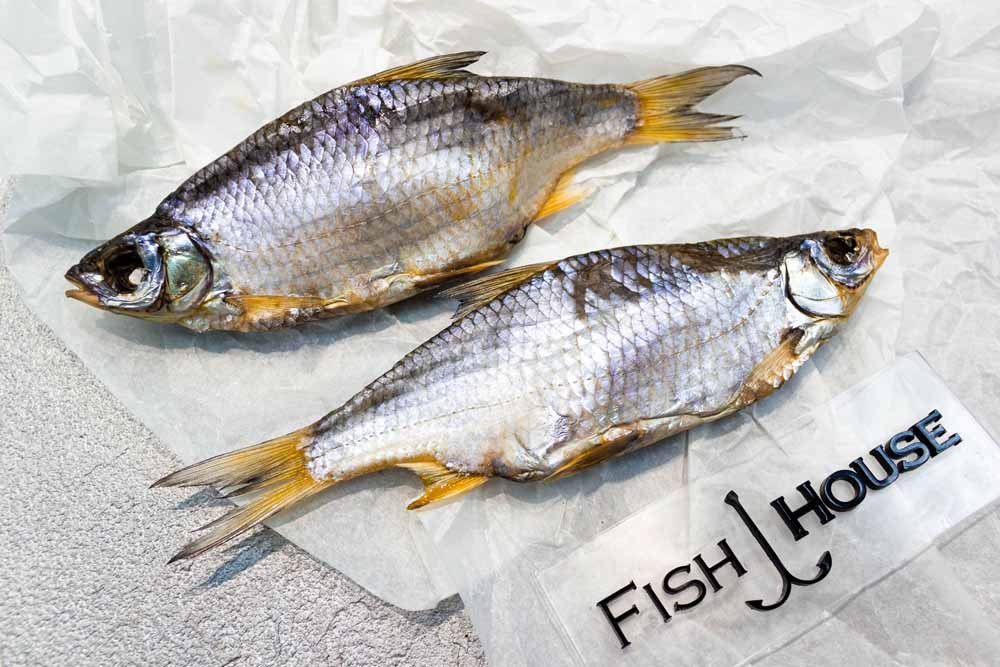 Стерлядь фото и описание – каталог рыб, смотреть онлайн