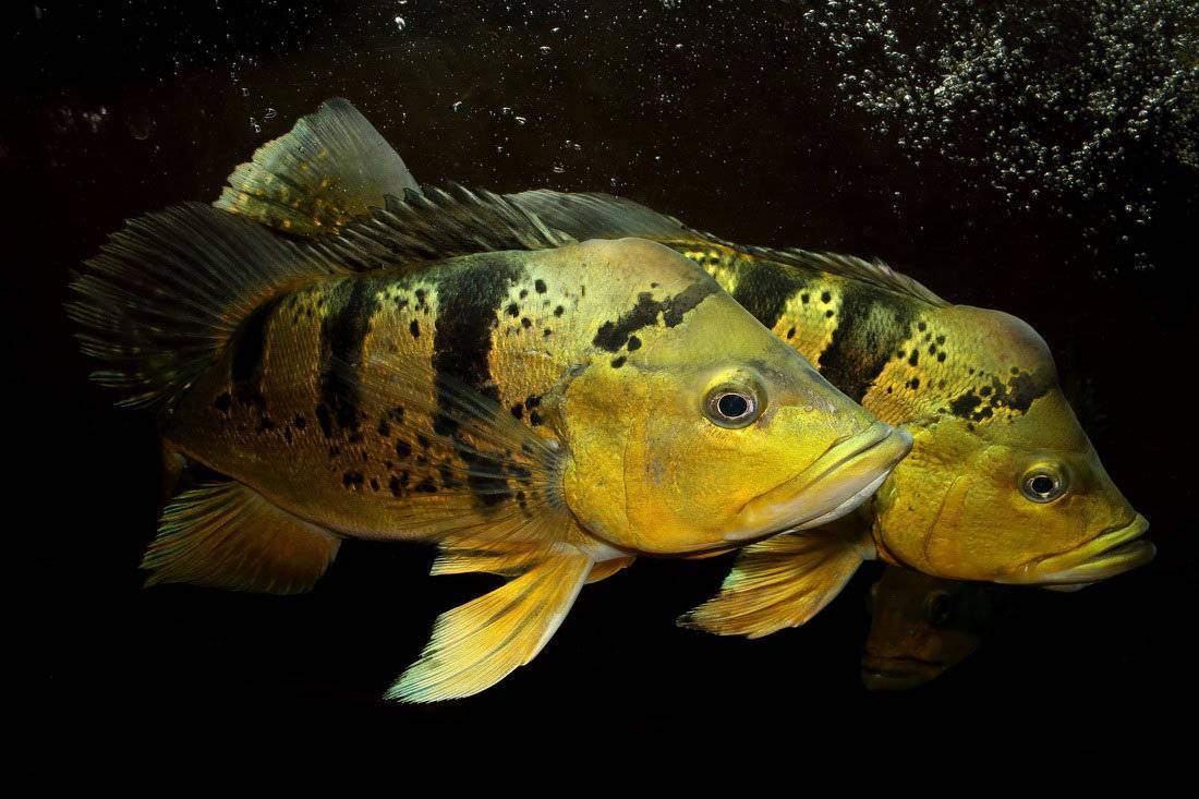 Рыба «окунь солнечный оранжевый длинноухий» фото и описание