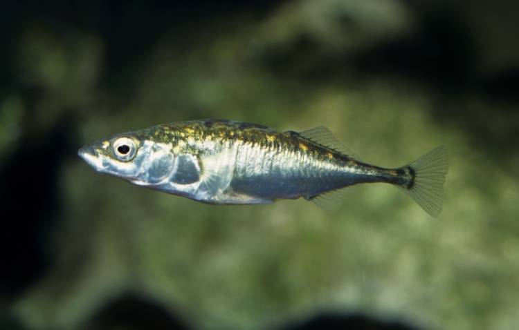 Трехиглая колюшка: описание рыбки, места обитания