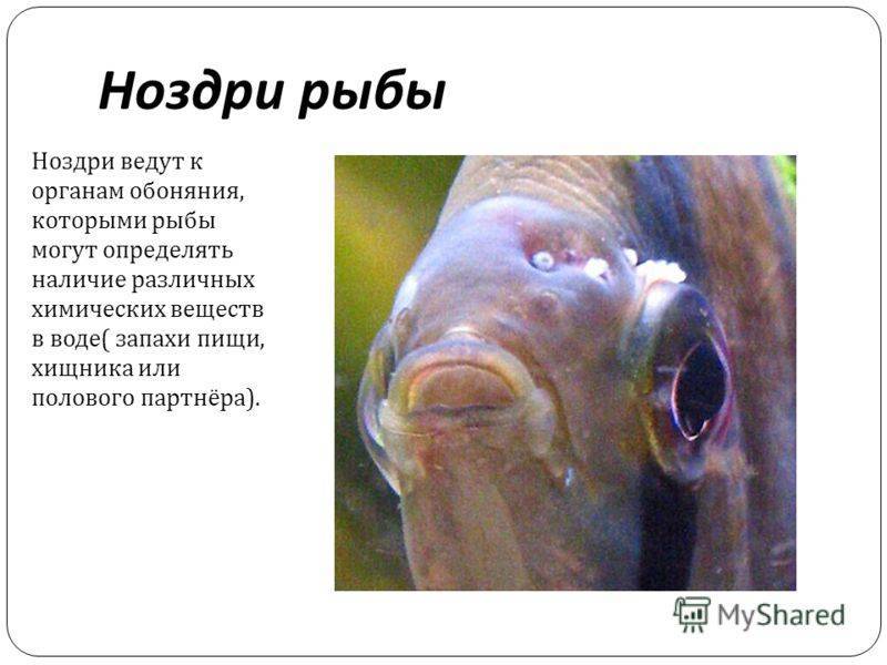 Органы вкуса у рыб расположены. где расположены органы вкуса у рыб