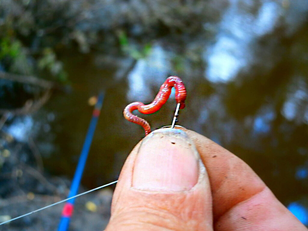 Как насаживать червя на крючок при рыбалке на карася, леща?