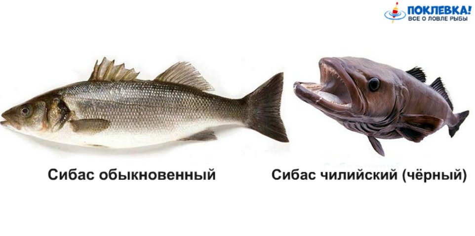 Рыба сибас: польза и вред, где водится, химический состав, сколько калорий, можно ли детям