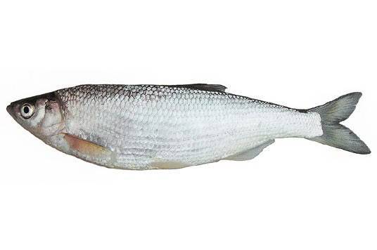 Рыба шамайка: внешний вид, образ жизни и фото
