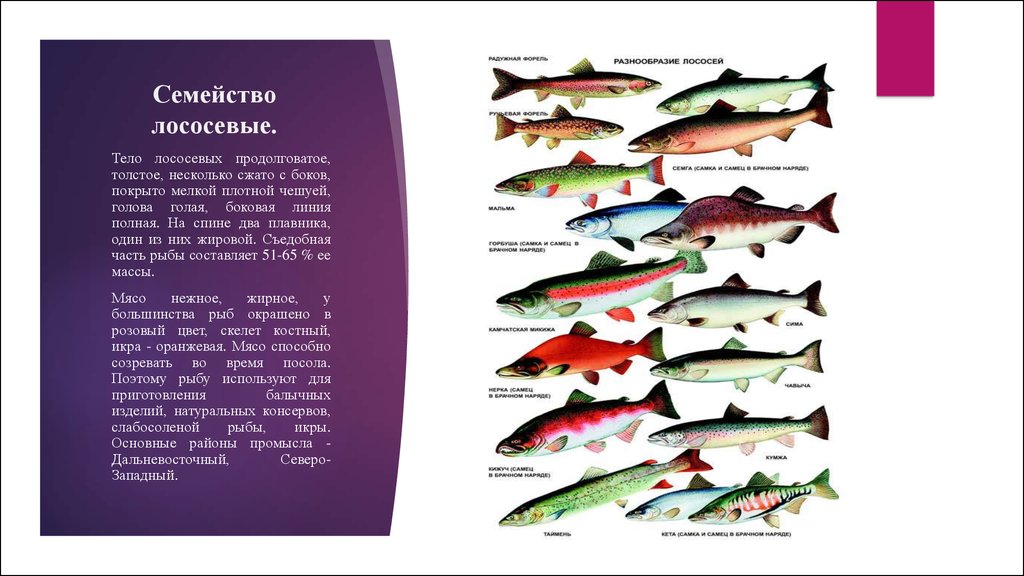 Семейство лососевых: список рыб, нерест и другие названия вида лососеобразных