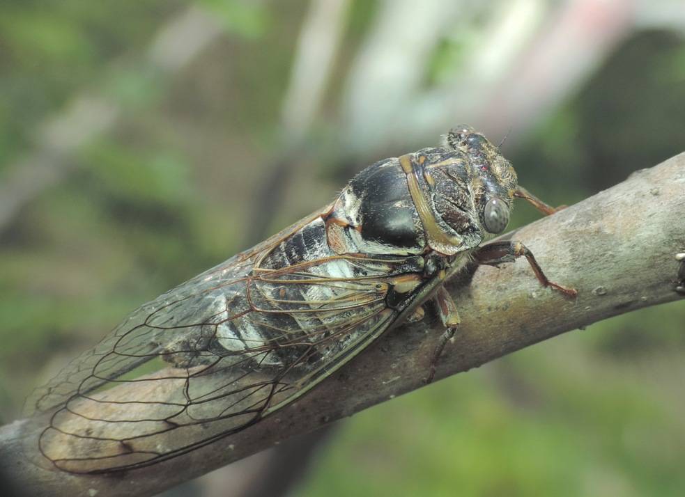Виды цикад: певчая цикада, цикадка белая и японская - фото и описание