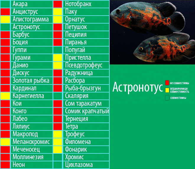 Цихлиды аквариумные с кем уживаются в аквариуме фото названиями рыбки