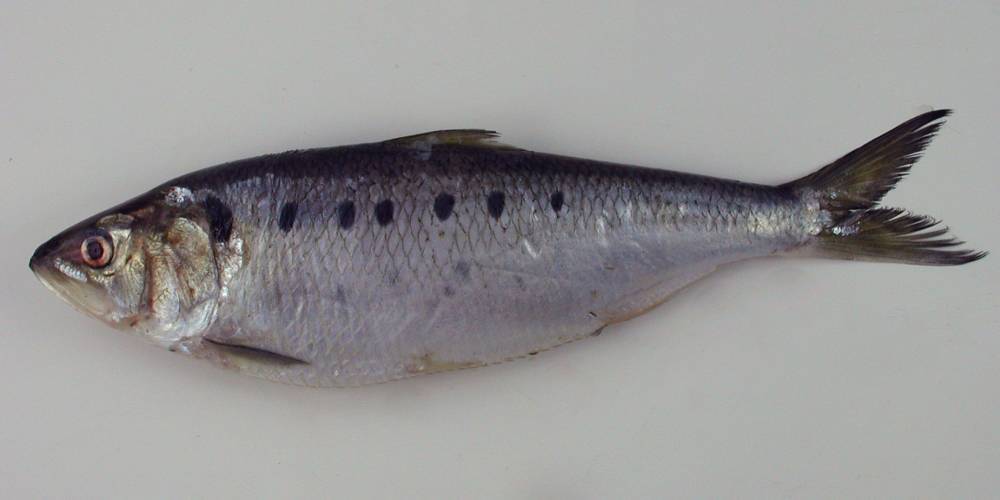 Стерлядь фото и описание – каталог рыб, смотреть онлайн