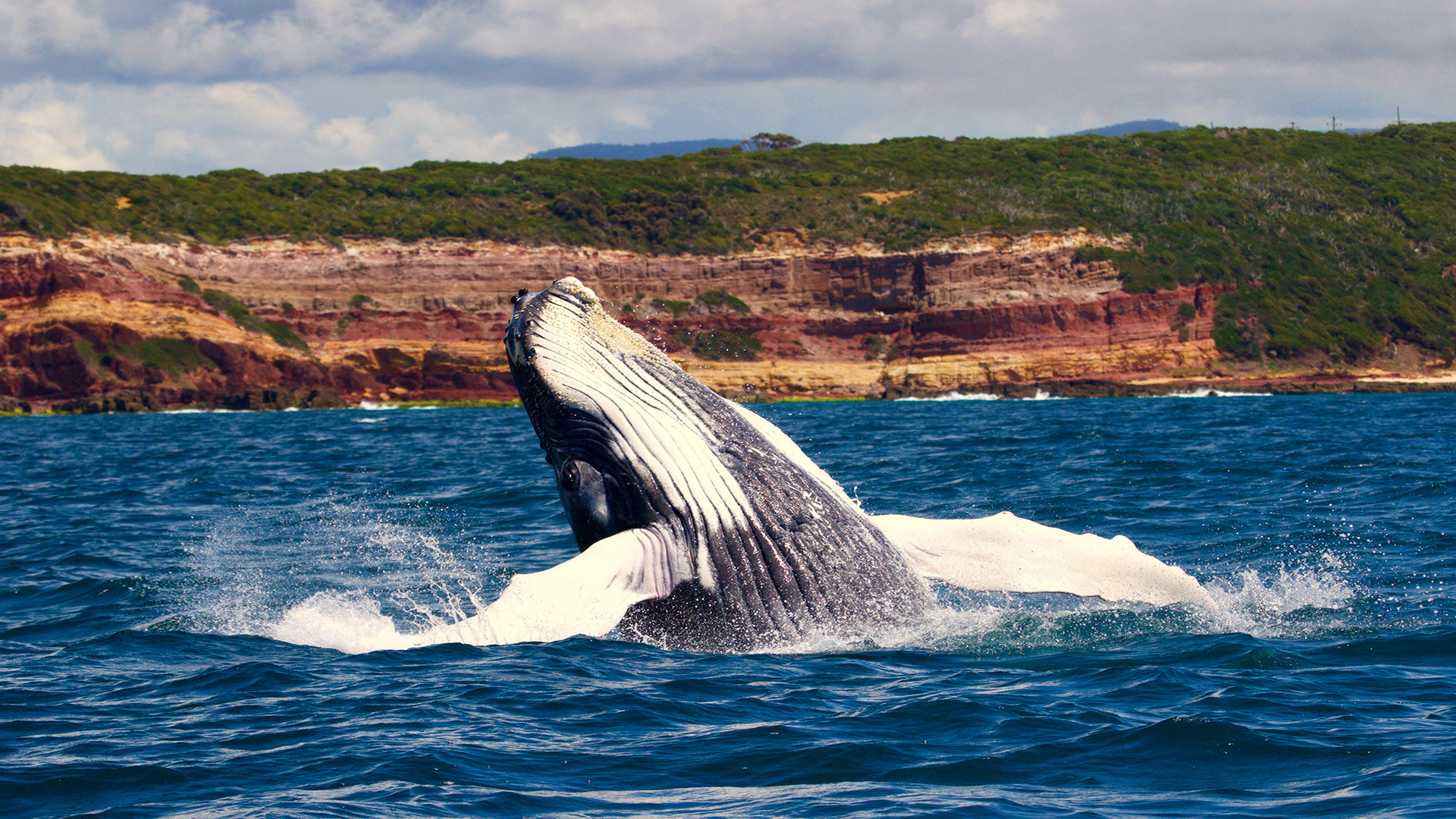 Гренландский кит: как выглядит, где обитаем, чем питается и интересные факты (фото)