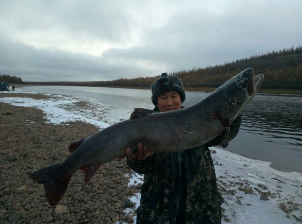 Рыбалка в республике саха (якутия) и в якутске - fishingwiki