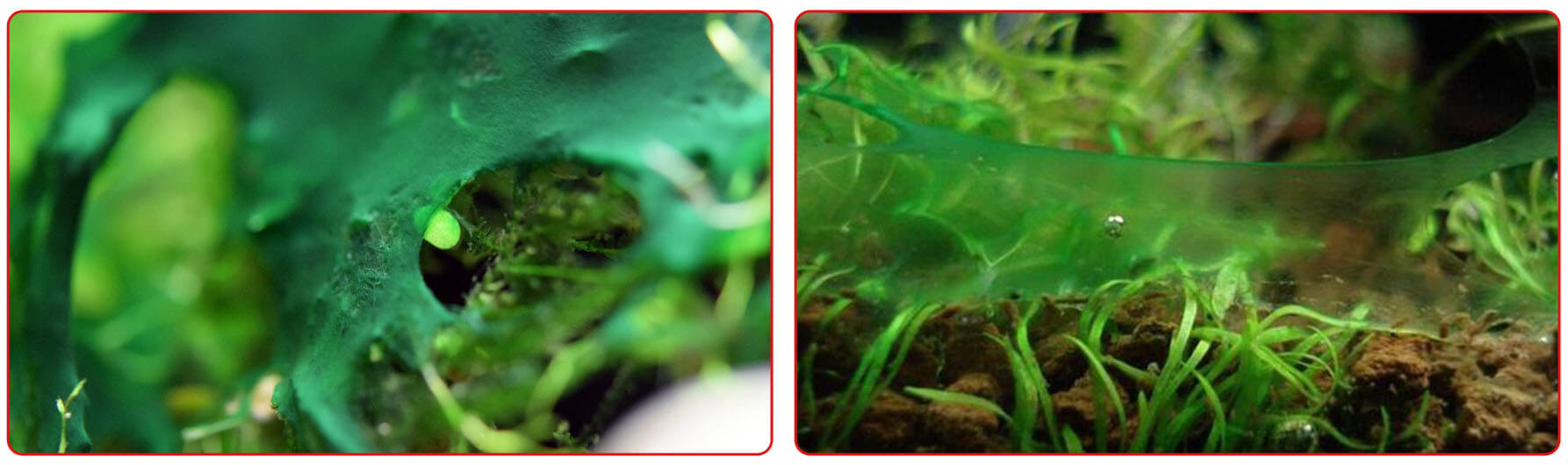 Водоросли в аквариуме: причины и борьба с водорослями