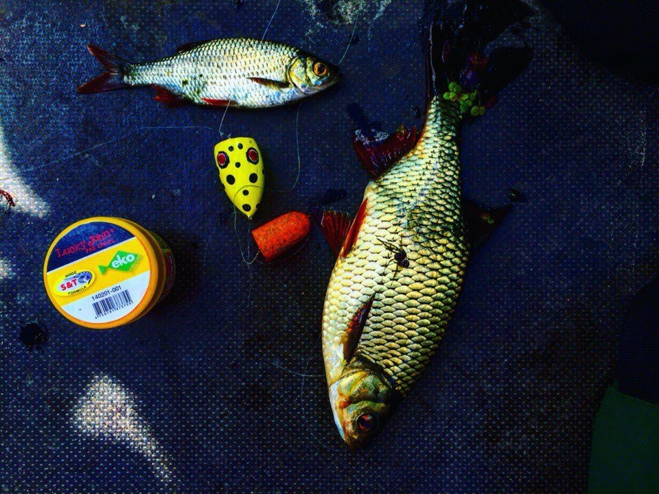 Сообщества › Охота и Рыбалка › Блог › Красноперка на спиннинг в городском пруду