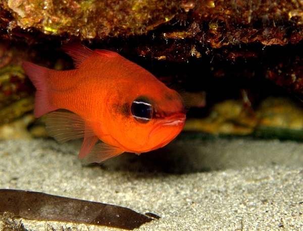 Небольшая аквариумная рыбка кардинал