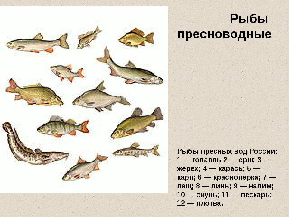 Густера — рыба семейства карповых, описание, ловля