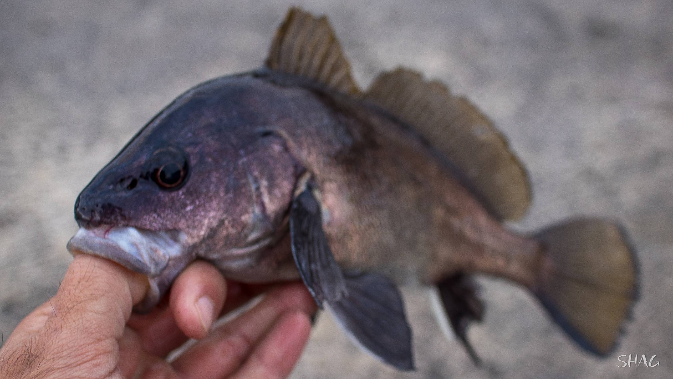 Зубатка полосатая фото и описание – каталог рыб, смотреть онлайн