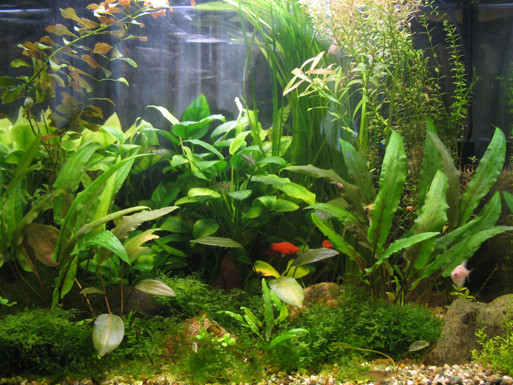 Растение аквариумное анубиас: содержание, фото, видео