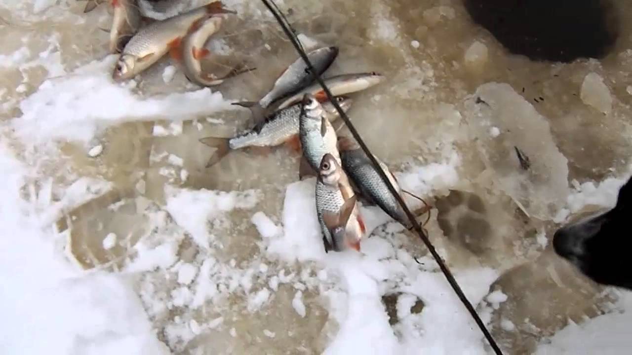 Ловля на экран — техника и правила лова рыбы при помощи телевизора (140 фото и видео)