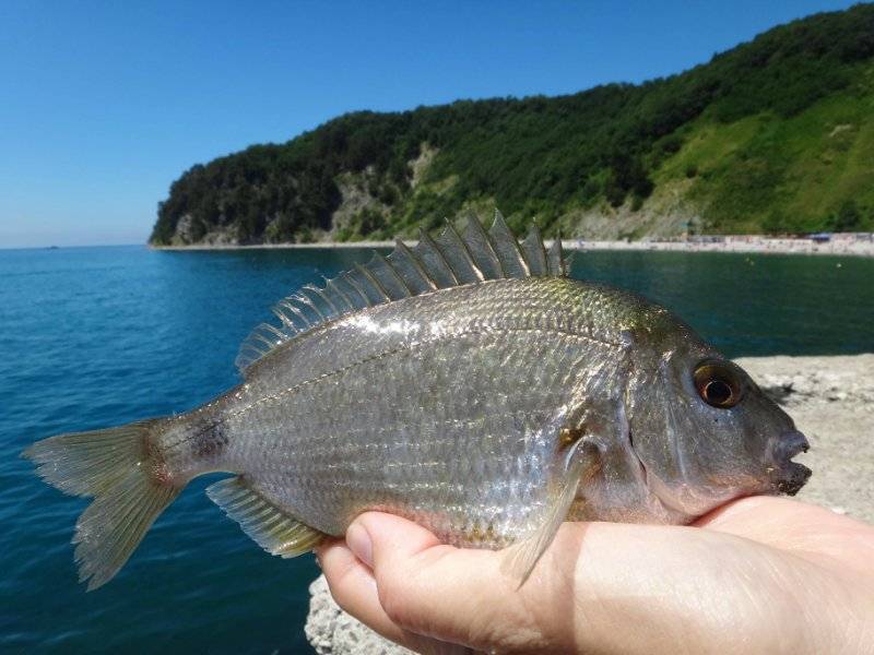 Ёрш-скорпена черноморский фото и описание – каталог рыб, смотреть онлайн