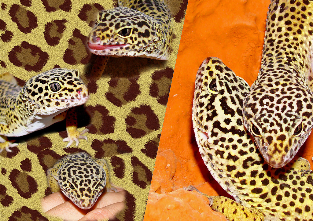 Маленькие ящерицы для домашнего содержания ⋆ онлайн-журнал для женщин