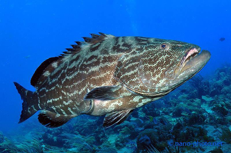 Карась-многозуб морской фото и описание – каталог рыб, смотреть онлайн