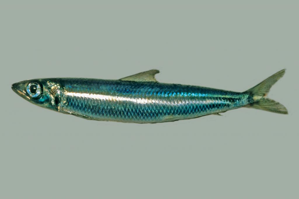 Рыба тюлька: применение, описание видов с фото