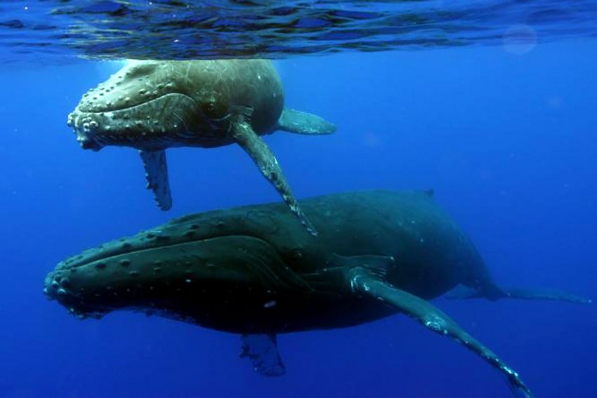 Киты - виды и фото, название и описание китов, как выглядят и где обитают киты