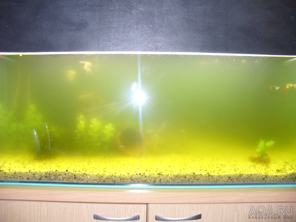 Проблемы с водой в аквариуме: вода мутнеет, пахнет или появилась пленка