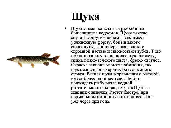 Голец рыба. описание, особенности, виды, образ жизни и среда обитания гольца | живность.ру