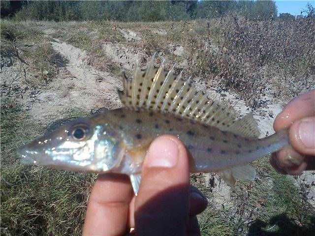 Рыба ёрш: размеры и разновидности, где обитает и чем питается, правила ловли - kotiko.ru
