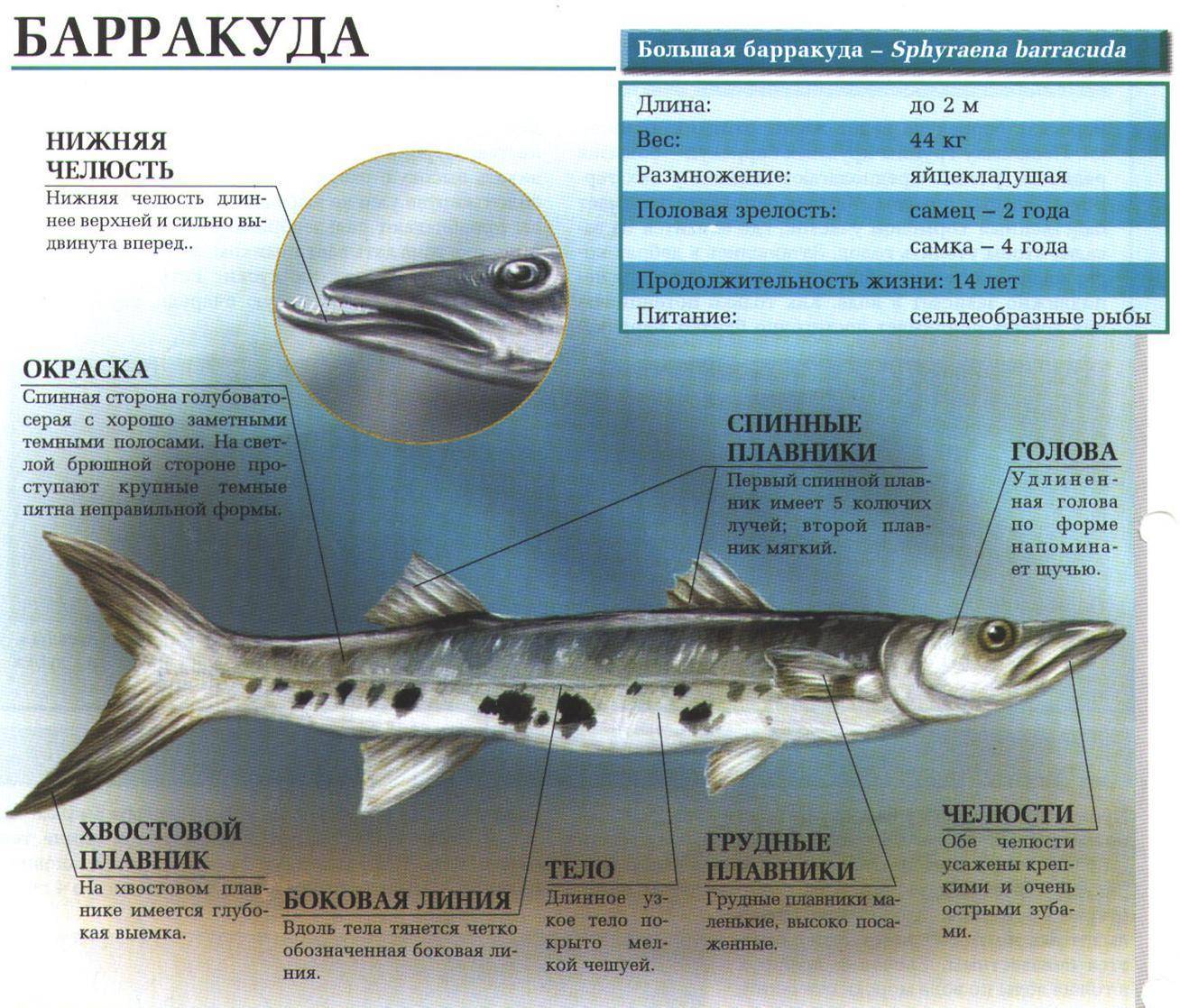 Барракуда рыба. образ жизни и среда обитания барракуды | живность.ру