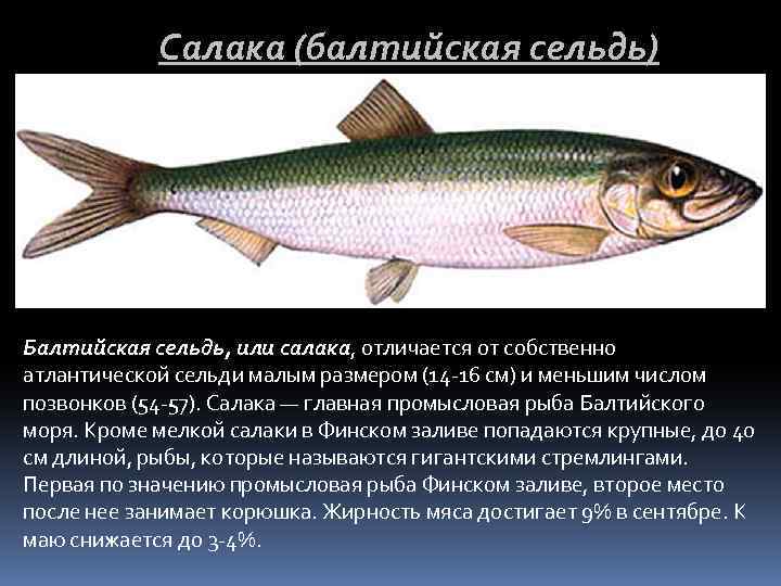 Сельдь - какая рыба, описание и фото, ареал, ловля и повадки сельди