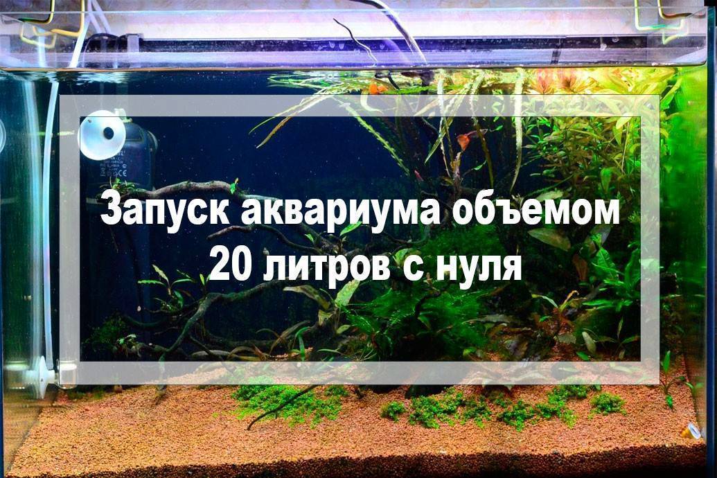 Как запустить аквариум в первый раз - пошаговая инстркуция